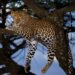 Man-eater Leopard Shot Dead in Budgam