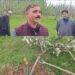 Miscreants chop off apple trees in Sopore village