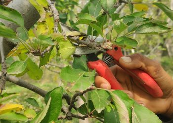 Fearing untimely snow, Kashmir apple growers begin early pruning of trees