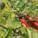 Fearing untimely snow, Kashmir apple growers begin early pruning of trees