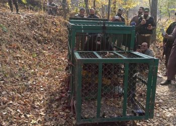 Black Bear Captured in Central Kashmir’s Budgam