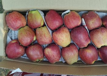 Sudden decline in demand for Kashmiri apples sparks concerns among growers