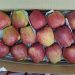 Sudden decline in demand for Kashmiri apples sparks concerns among growers