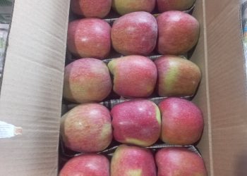 Fresh demand for Kashmiri apples brings relief to growers