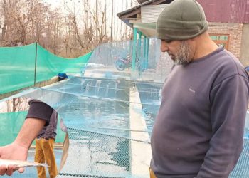 Mass Fish deaths at Budgam ‘Trout Farm, Owner blames Fishery Department