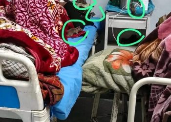 Patients Struggle with Rat Infestation at RIMS in GMC Anantnag