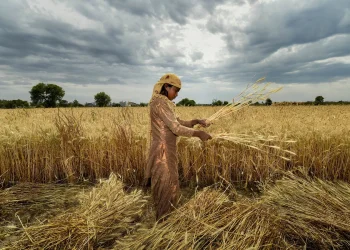 Farmers worried, expect less production of Rabi crops due to dry spell