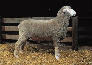 To boost JK’s meat production, Govt to import 900 high-quality Sheep from Australia