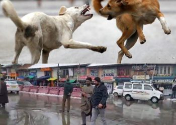 Stray Dogs Attack in Budgam: 15 Injured, One Referred to Srinagar Hospital