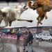 Stray Dogs Attack in Budgam: 15 Injured, One Referred to Srinagar Hospital