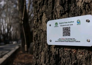 Chinar trees in J&K get ‘Digital Tree Aadhar’: 28K trees documented in four years