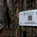 Chinar trees in J&K get ‘Digital Tree Aadhar’: 28K trees documented in four years