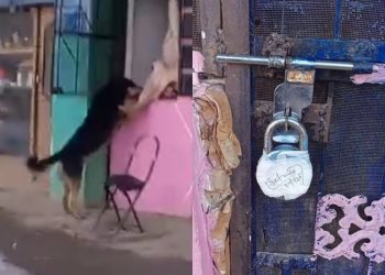 Admin Seals Meat Shop in Kulgam After Viral Video Shows Dog Eating Meat