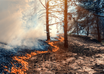 NDMA issues ‘very high forest fire risk’ alert for J&K