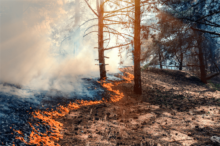 High Forest Fire Risk NDMA issues ‘very high forest fire risk’ alert for J&K | The Voice Of ...