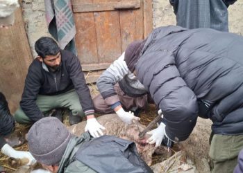 Stray Dogs Kill 12 Sheep in Budgam, Farmer Appeals for Compensation