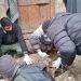 Stray Dogs Kill 12 Sheep in Budgam, Farmer Appeals for Compensation