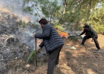 Forest fire surge due to human negligence: Experts