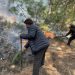 Forest fire surge due to human negligence: Experts