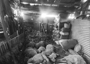 Leopard Attack in Budgam: 16 Sheep Killed, Locals Demand Action