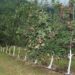 J&K sees surge in high-density plantation applications, far exceeding targets