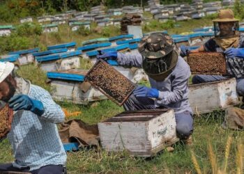 Anantnag leads as J&K produces over 17,700 quintals of honey in two years
