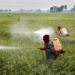 Fertilizers, pesticides allowed to Valley only after proper standard testing: Javed Dar