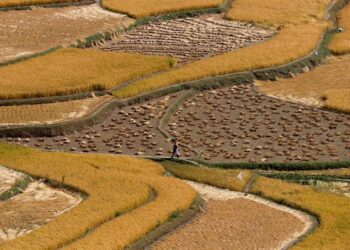 Rapid conversion of agricultural land into horticulture has made Kashmir more reliant on other states for rice: Experts