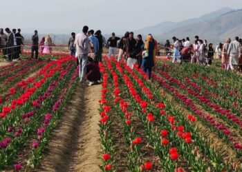 SKUAST-K’s tulip production centre at Sagam emerges as new tourist attraction