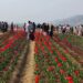 SKUAST-K’s tulip production centre at Sagam emerges as new tourist attraction