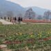 Miscreants vandalise SKUAST-K’s tulip centre in Kokernag