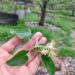 Shopian Hailstorm: Horticulture Dept Issues Advisory for Orchardists