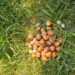 Better returns fuel growth of hazelnut cultivation in Kokernag