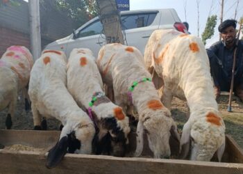 Sgr’s Eidgah animal market comes alive ahead of Eid-ul-Azha