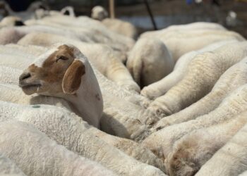 Eid-ul-Adha: Kashmir sees surge in sacrificial animal supply, sales pick up