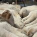 Eid-ul-Adha: Kashmir sees surge in sacrificial animal supply, sales pick up