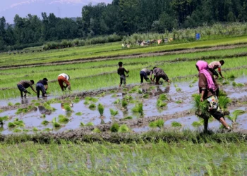 Thaejkads in full swing across Kashmir amid water woes; farmers toiling hard to meet deadline