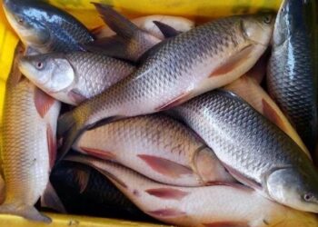 6 lakh fish seed stocked in Dal Lake to ‘boost livelihoods, restore ecological balance’