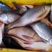 6 lakh fish seed stocked in Dal Lake to ‘boost livelihoods, restore ecological balance’