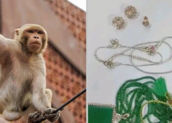 Monkey Snatches Man’s Bag With Rs 20 Lakh Jewellery In UP