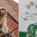 Monkey Snatches Man’s Bag With Rs 20 Lakh Jewellery In UP