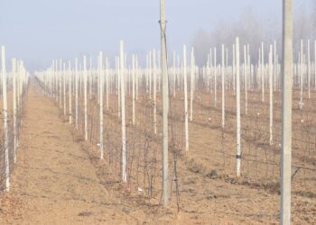 Accused Booked Of Defrauding Numerous People Under False Promise Of Providing High Density Apple Plants: Crime Branch Kashmir