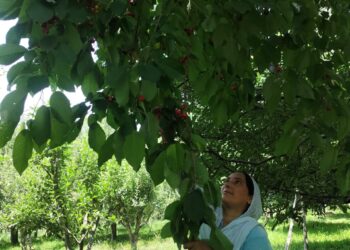 Shopian woman turns barren land into thriving cherry orchard