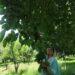 Shopian woman turns barren land into thriving cherry orchard
