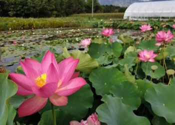Buried under silt, Wular Lake’s lotus returns after decades