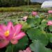 Buried under silt, Wular Lake’s lotus returns after decades