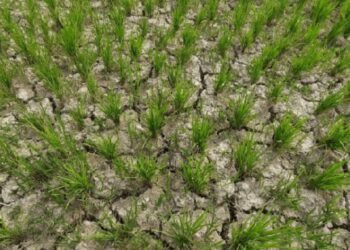 Drought-like situation in south Kashmir, farmers in distress