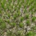 Drought-like situation in south Kashmir, farmers in distress