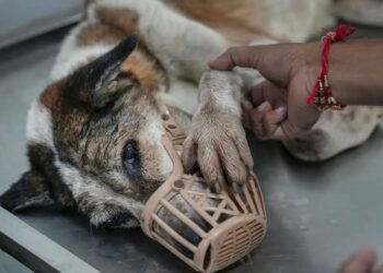 82% human-street dog encounters in India ‘peaceful’, research finds amid SC order