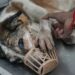 82% human-street dog encounters in India ‘peaceful’, research finds amid SC order